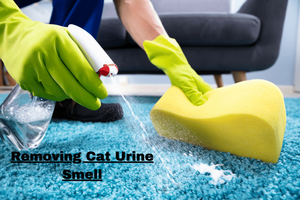 cleaning_carpet_article_cover.png