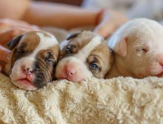 Canine Care: Tips for Looking After Newborn Puppies