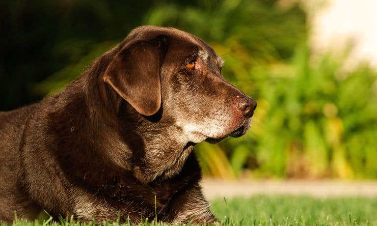 5 Proper Ways To Exercise Your Senior Dog