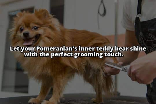 Transform Your Pomeranian with Teddy Bear Cuts: Grooming Secrets Revealed