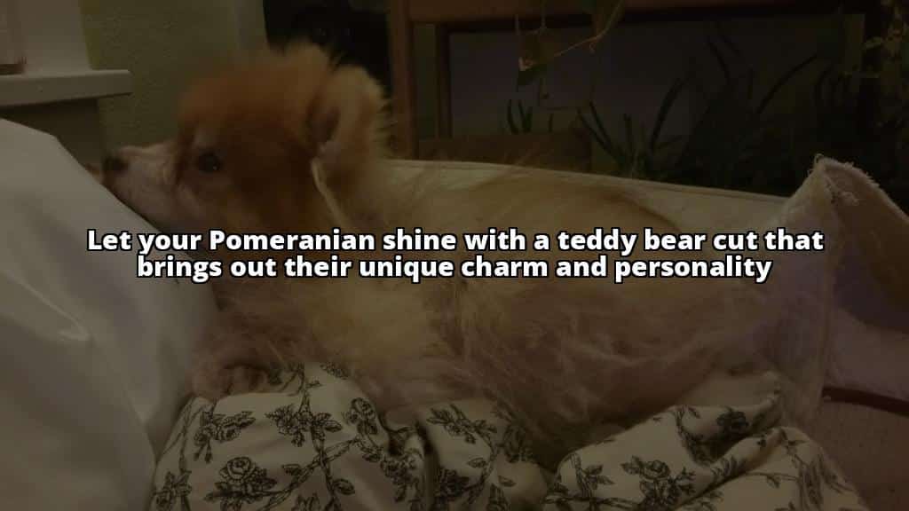 Transform Your Pomeranian with Teddy Bear Cuts: Grooming Secrets Revealed