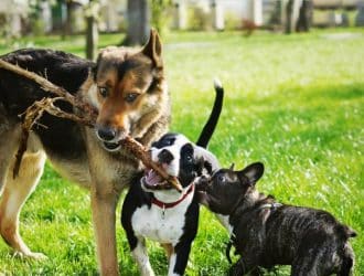 Three different dog breeds are playing outside in a park. Two of the dogs are holding a long stick in their mouth.