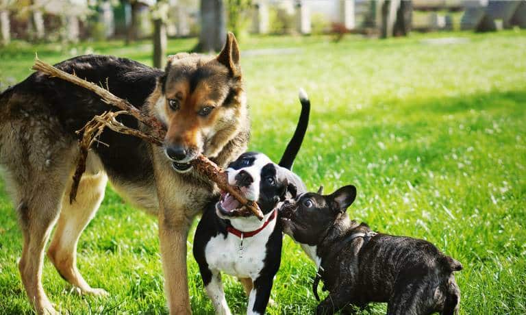 Three different dog breeds are playing outside in a park. Two of the dogs are holding a long stick in their mouth.