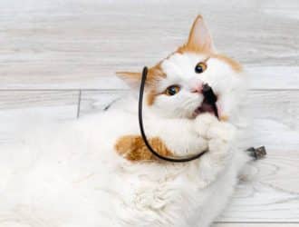 A domestic white and orange cat with yellow eyes mischievously plays with a short black charging cable on the floor.