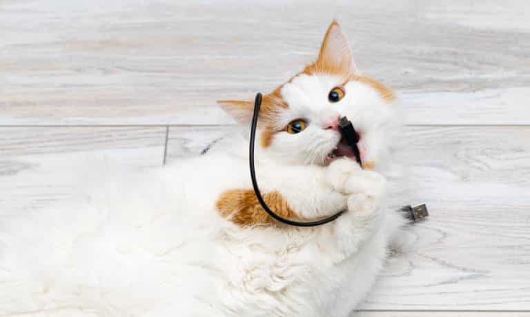 A domestic white and orange cat with yellow eyes mischievously plays with a short black charging cable on the floor.