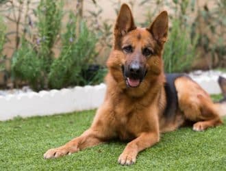 A friendly black and tan German Shepherd dog lies in fresh cut grass in front of a garden bed planted with purple flowers.