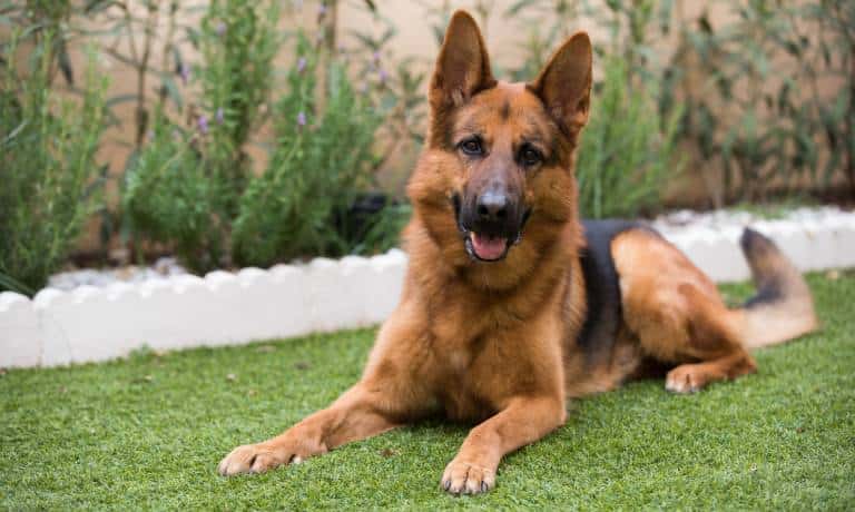 A friendly black and tan German Shepherd dog lies in fresh cut grass in front of a garden bed planted with purple flowers.