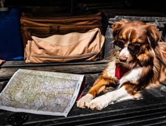 A brown Australian shepherd wearing sunglasses and laying down in the bed of a pickup truck next to a map.