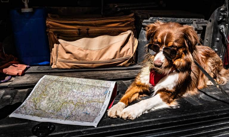 A brown Australian shepherd wearing sunglasses and laying down in the bed of a pickup truck next to a map.