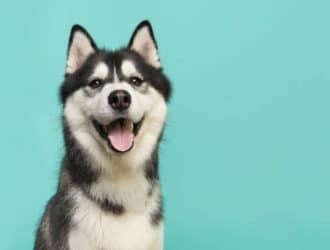 A portrait photo of a black-and-white Siberian husky with its mouth open sitting in front of a plain turquoise background.