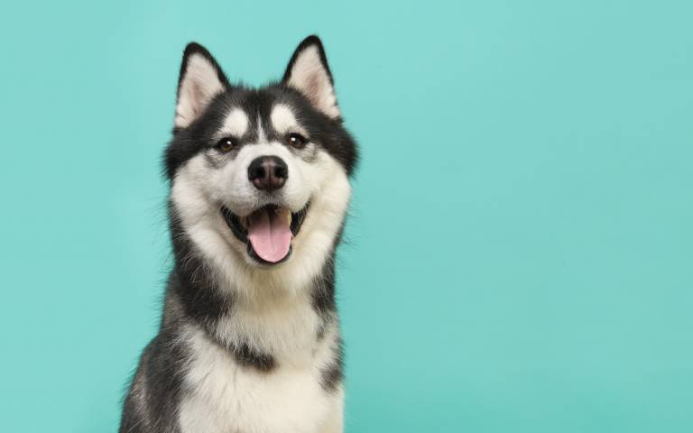 A portrait photo of a black-and-white Siberian husky with its mouth open sitting in front of a plain turquoise background.