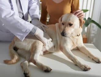 A vet gently pressing their gloved hands onto a full-grown Labrador dog's stomach, checking for gut issues.