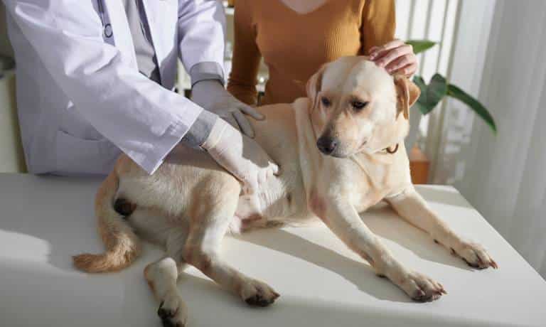 A vet gently pressing their gloved hands onto a full-grown Labrador dog's stomach, checking for gut issues.