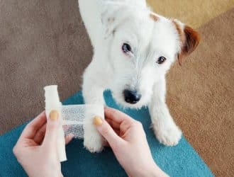 A person bandaging the injured ankle of a mostly-white Jack Russell terrier as it lays in front of them and watches.