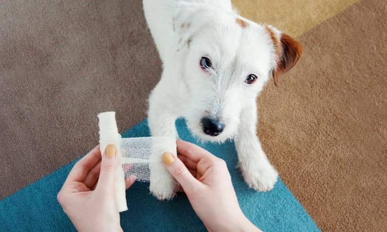 A person bandaging the injured ankle of a mostly-white Jack Russell terrier as it lays in front of them and watches.