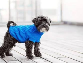 A small black and white dog is standing on a wood floor. He is wearing a royal blue cable knit sweater.