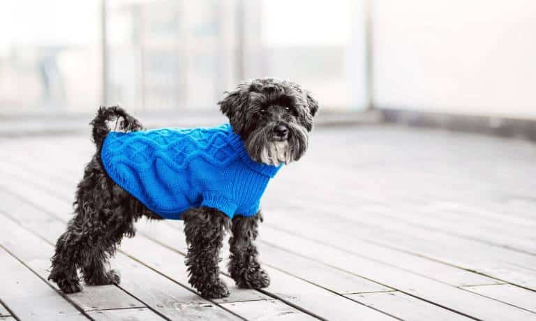 A small black and white dog is standing on a wood floor. He is wearing a royal blue cable knit sweater.