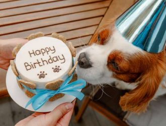 A cocker spaniel-like dog in a reflective blue party hat inspecting a birthday cake covered in dog bones.