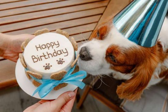 A cocker spaniel-like dog in a reflective blue party hat inspecting a birthday cake covered in dog bones.