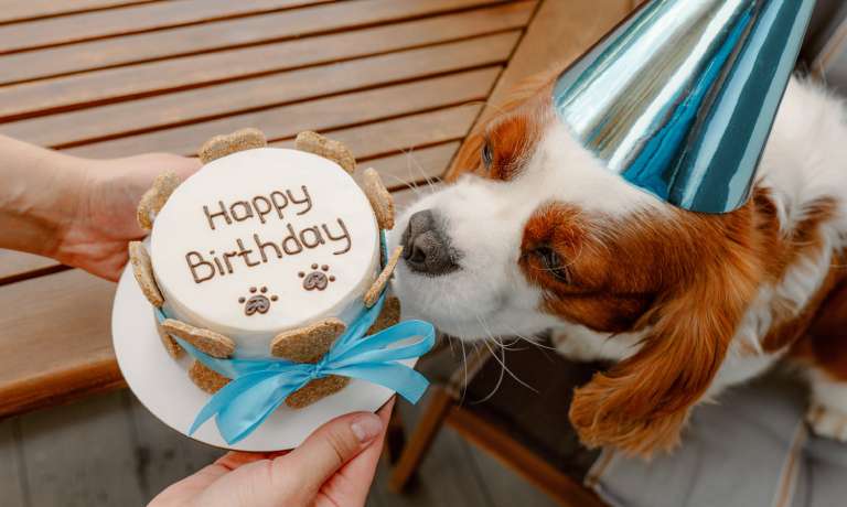 A cocker spaniel-like dog in a reflective blue party hat inspecting a birthday cake covered in dog bones.