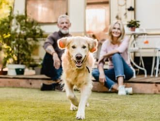 A happy golden retriever running through a backyard across a lawn of closely-mowed grass. The dog's owners watch from behind.