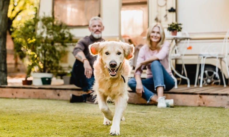 A happy golden retriever running through a backyard across a lawn of closely-mowed grass. The dog's owners watch from behind.