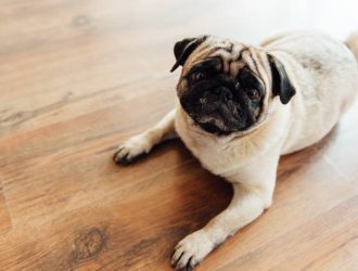 A pug comfortably relaxes on a wooden floor characterized by its light color and distinctive, knotty grain patterns.