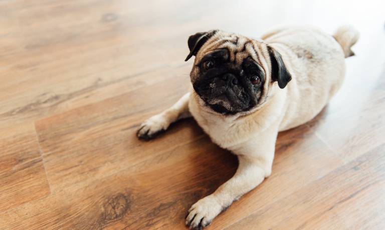 A pug comfortably relaxes on a wooden floor characterized by its light color and distinctive, knotty grain patterns.