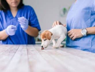 Puppy standing on a check table while sniffing a little dog treat with two vets while one gets ready to give the puppy a shot.