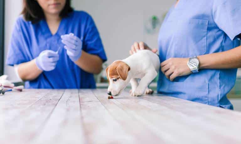 Puppy standing on a check table while sniffing a little dog treat with two vets while one gets ready to give the puppy a shot.