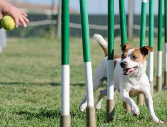 A Jack Russell Terrier is weaving in and out of a line of poles. Someone is holding a tennis ball at the end of the obstacle.