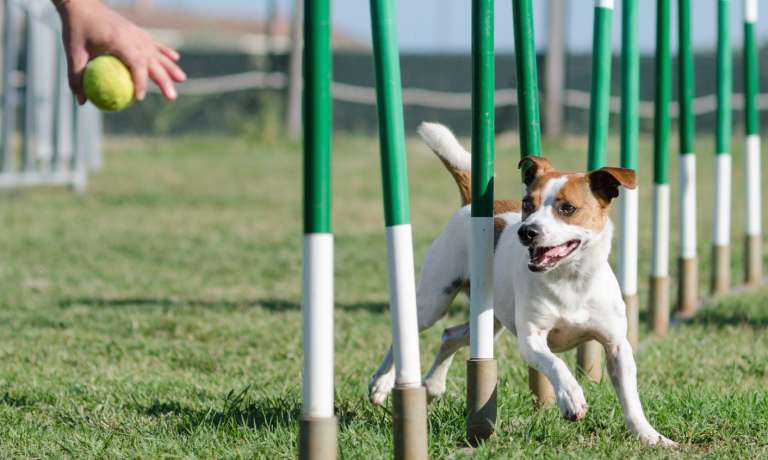 A Jack Russell Terrier is weaving in and out of a line of poles. Someone is holding a tennis ball at the end of the obstacle.