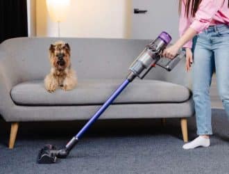 A woman vacuuming the carpet in front of her gray couch, which her schnauzer is calmly sitting on.