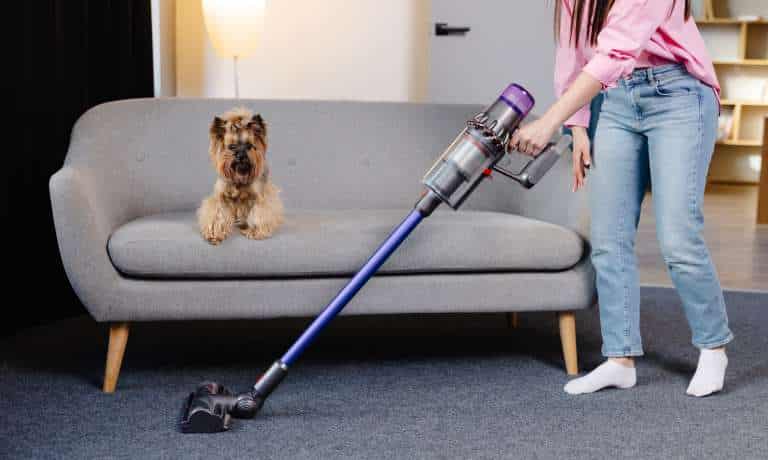 A woman vacuuming the carpet in front of her gray couch, which her schnauzer is calmly sitting on.