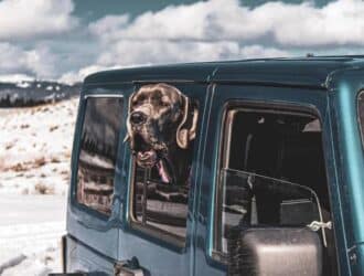 A large, dark grey dog sticks its head out the window of an off-roading vehicle. Snow sits on the ground.