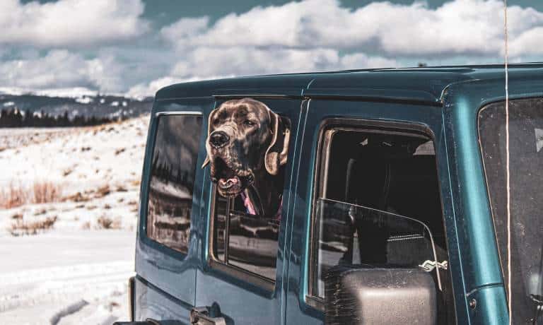 A large, dark grey dog sticks its head out the window of an off-roading vehicle. Snow sits on the ground.