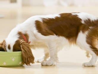 A small brown and white dog is eating food from a green bowl on the floor. His ears are hanging off the side of the bowl.