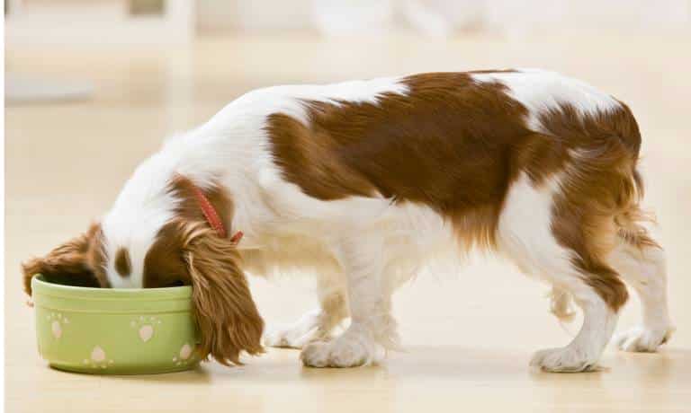 A small brown and white dog is eating food from a green bowl on the floor. His ears are hanging off the side of the bowl.