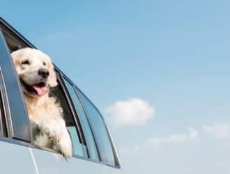 An adorable yellow dog sticks their head and paws out the window of a car. A bright blue sky appears in the background.