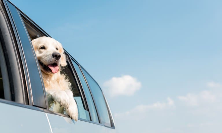 An adorable yellow dog sticks their head and paws out the window of a car. A bright blue sky appears in the background.