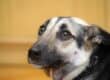 A cute adult dog with large round eyes, a brown and black saddleback coat, and a frightened expression.