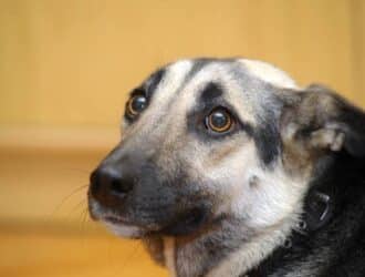 A cute adult dog with large round eyes, a brown and black saddleback coat, and a frightened expression.