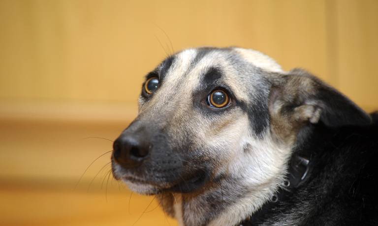 A cute adult dog with large round eyes, a brown and black saddleback coat, and a frightened expression.