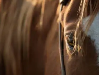 A close-up view shows a chestnut-colored horse's brown eye, brown mane, and white face patch. The horse is wearing a bridle.