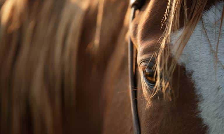 A close-up view shows a chestnut-colored horse's brown eye, brown mane, and white face patch. The horse is wearing a bridle.