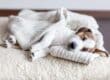 A brown and white puppy sleeps on a fluffy sherpa dog bed covered by his owner's cable knit sweater.