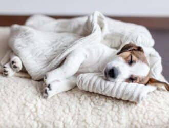 A brown and white puppy sleeps on a fluffy sherpa dog bed covered by his owner's cable knit sweater.