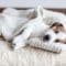 A brown and white puppy sleeps on a fluffy sherpa dog bed covered by his owner's cable knit sweater.