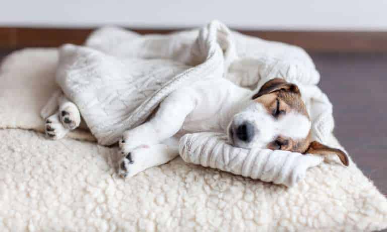 A brown and white puppy sleeps on a fluffy sherpa dog bed covered by his owner's cable knit sweater.