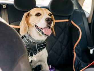 A beagle wearing a harness and collar sits in the back seat of a sedan covered by a dark quilted seat cover.